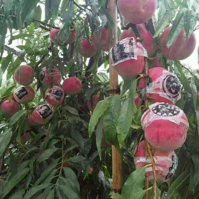 冬桃苗秋雪红自家承种基地现在大量上市，品种纯正，基地直发