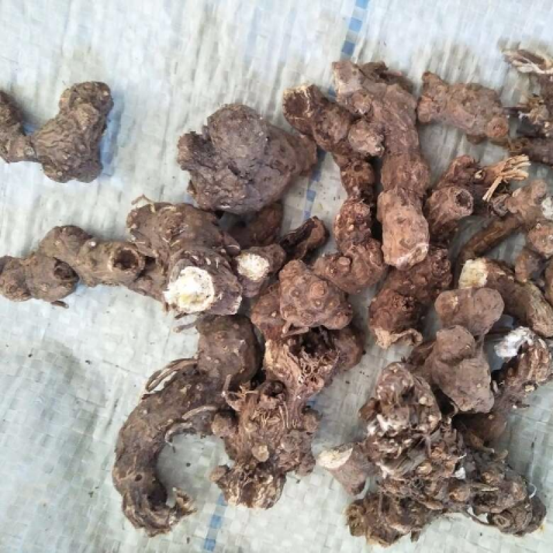 苍术，苍术个子，产地东北，药典标准道地药材，支持线上交易
