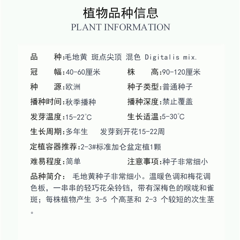 毛地黄种子多年生花卉种子毛地黄花籽四季易种庭花坛观赏