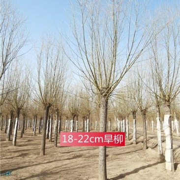 河北保定旱柳18-19-20公分发帽旱柳城市行道树