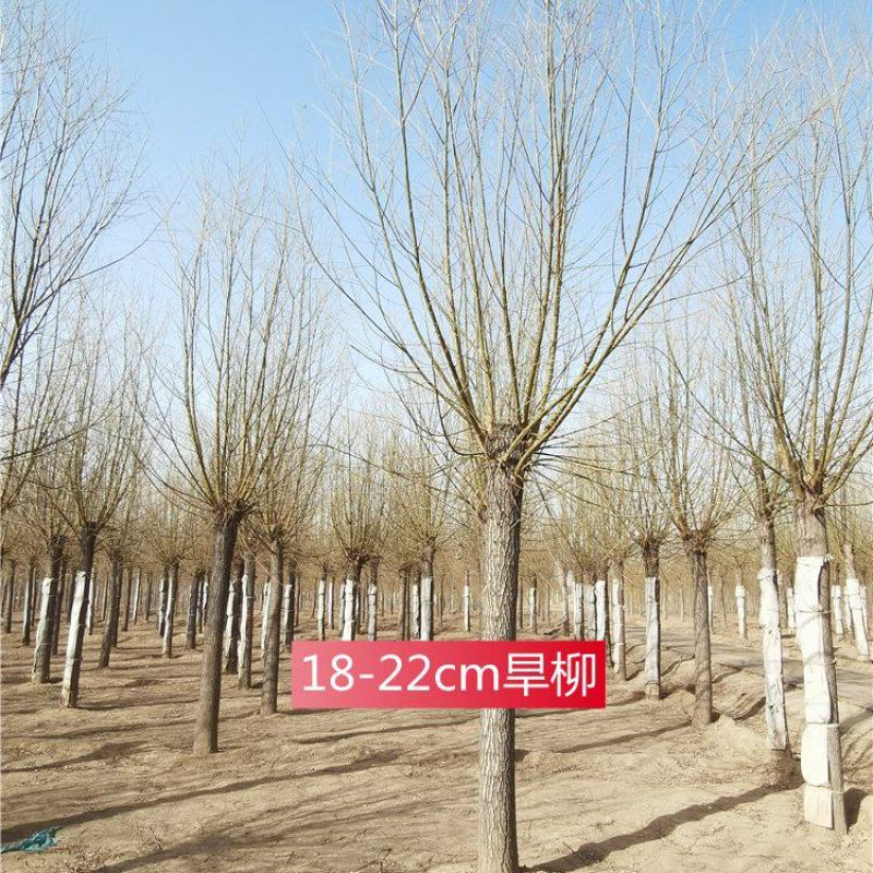 河北保定旱柳18-19-20公分发帽旱柳城市行道树