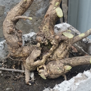 小叶卫矛卫矛盆景盆景素材盆景老桩
