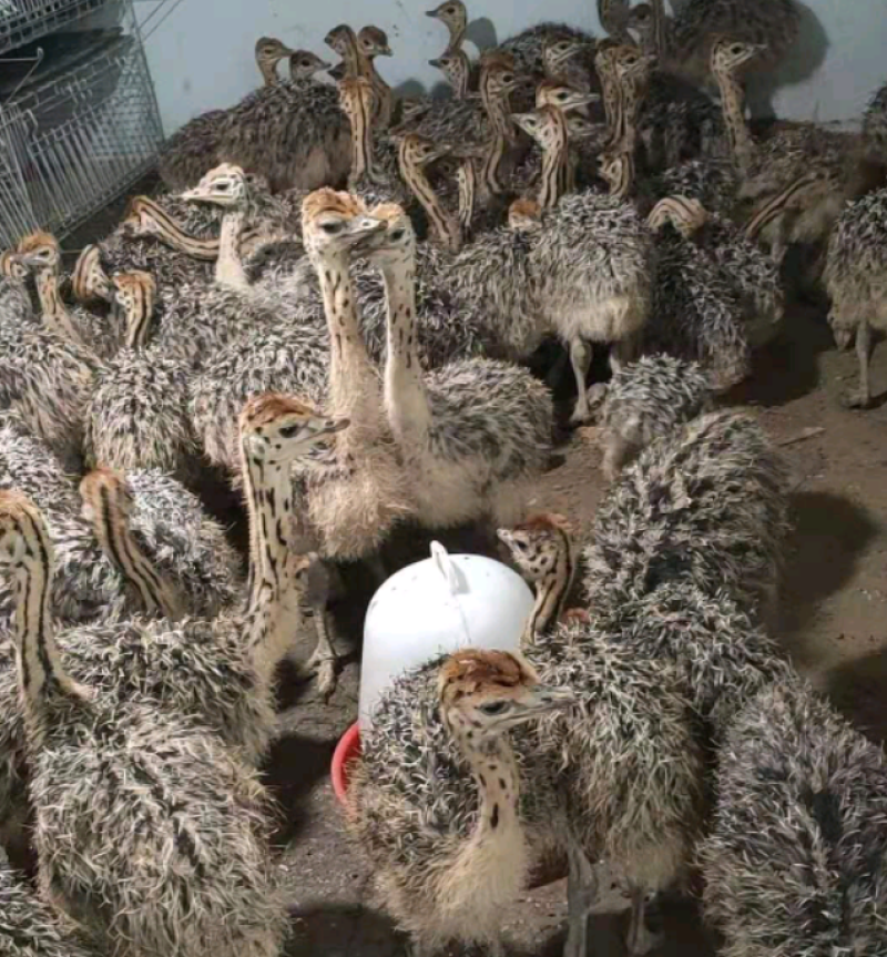 山东鸵鸟苗活体幼苗基地直供可开视频看货大量出售