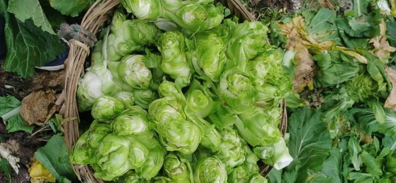 基地直销儿菜