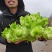 基地直销儿菜