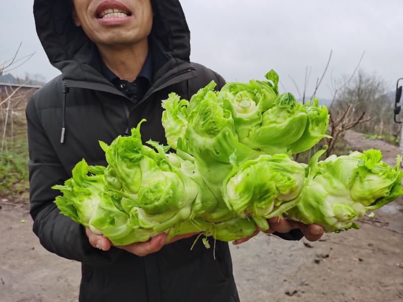 基地直销儿菜
