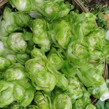 基地直销儿菜