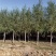 河北青皮柳10-11-12公分旱柳库存充足质量好