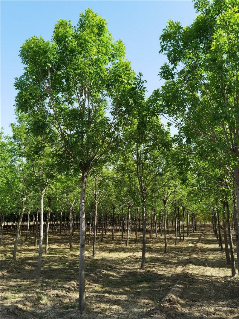 8-9-10公分白蜡/河北白蜡苗木批发苗木供应
