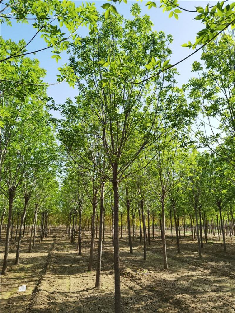 8-9-10公分白蜡/河北白蜡苗木批发苗木供应