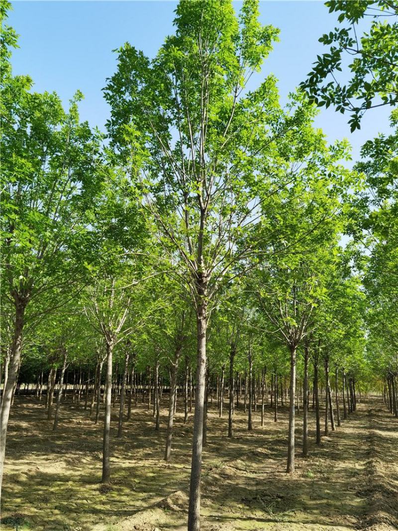 8-9-10公分白蜡/河北白蜡苗木批发苗木供应