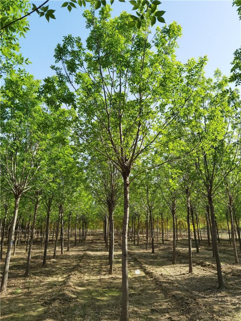 8-9-10公分白蜡/河北白蜡苗木批发苗木供应