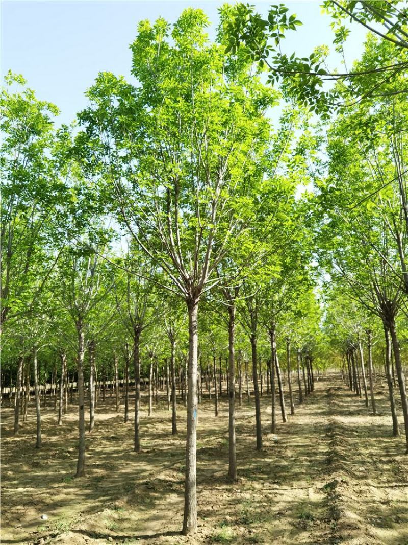8-9-10公分白蜡/河北白蜡苗木批发苗木供应