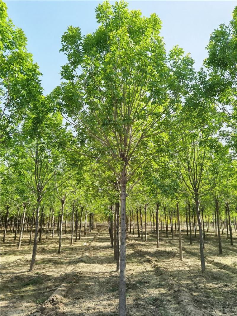 8-9-10公分白蜡/河北白蜡苗木批发苗木供应