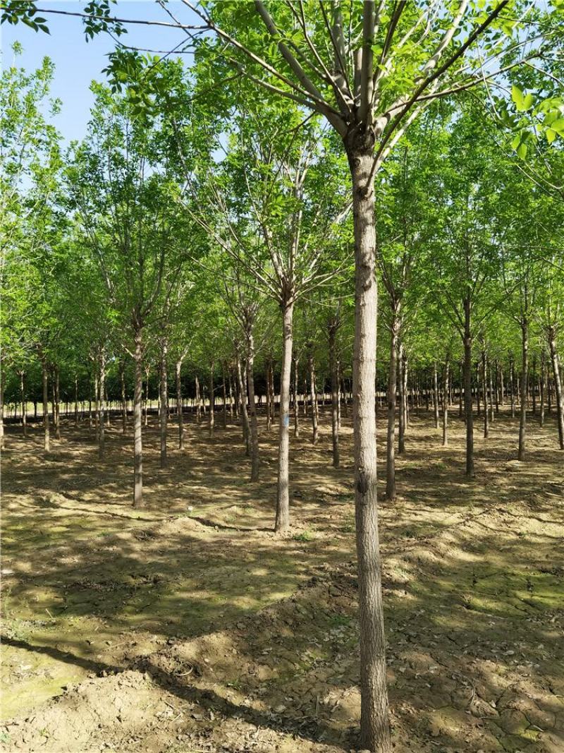 8-9-10公分白蜡/河北白蜡苗木批发苗木供应