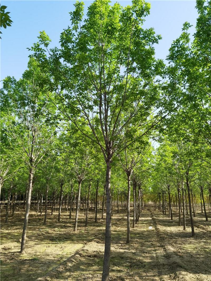 8-9-10公分白蜡/河北白蜡苗木批发苗木供应