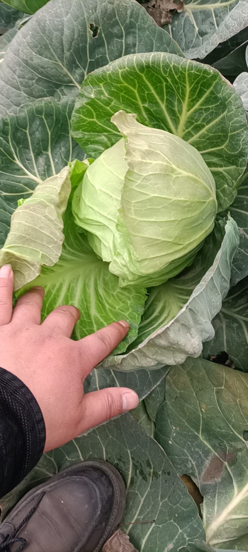 甘蓝