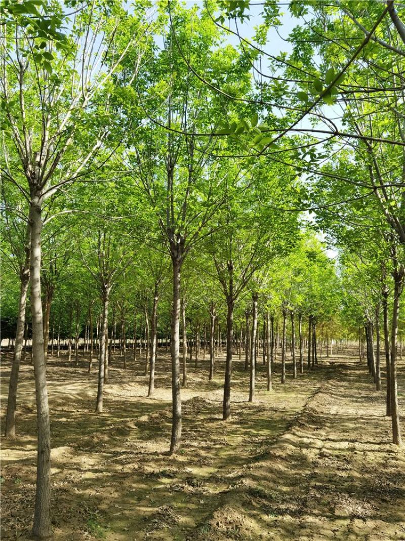 10-11-12公分速生白蜡园林苗木保定景观苗木