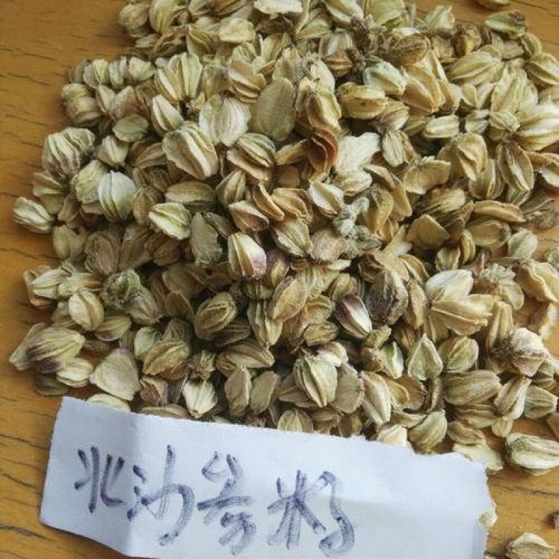 北沙参种子