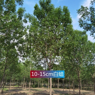 10-11-12公分速生白蜡园林苗木保定景观苗木