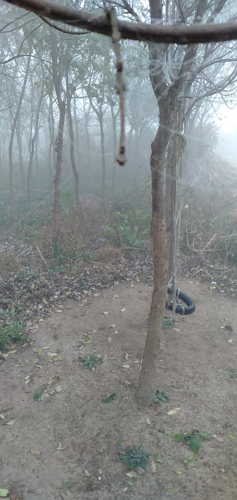 绿化流苏树