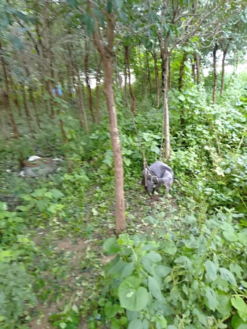 绿化流苏树