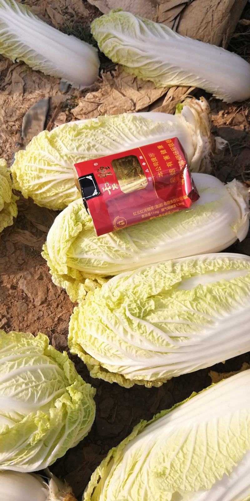娃娃菜大娃小娃