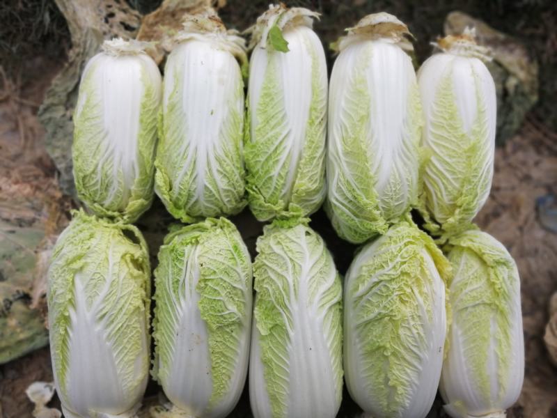 娃娃菜大娃小娃