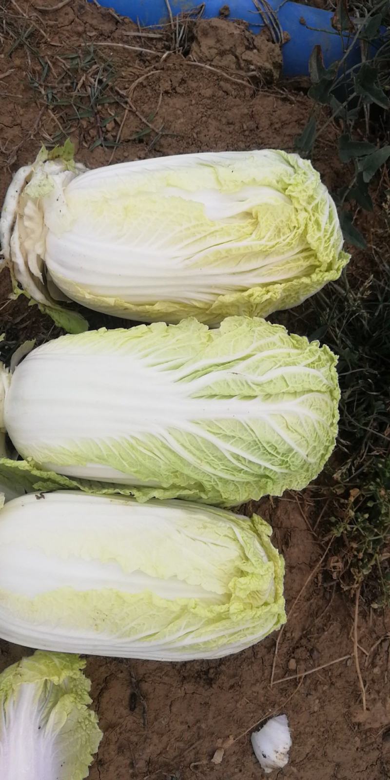 娃娃菜大娃小娃