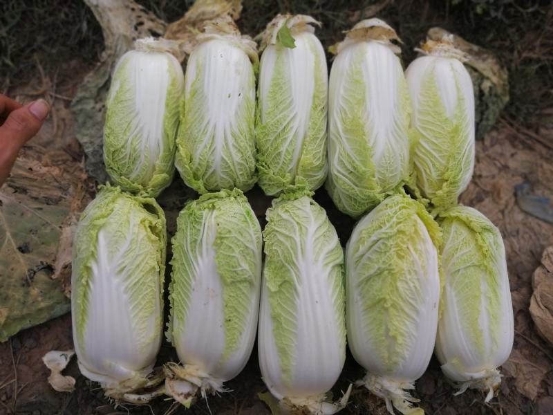 娃娃菜大娃小娃