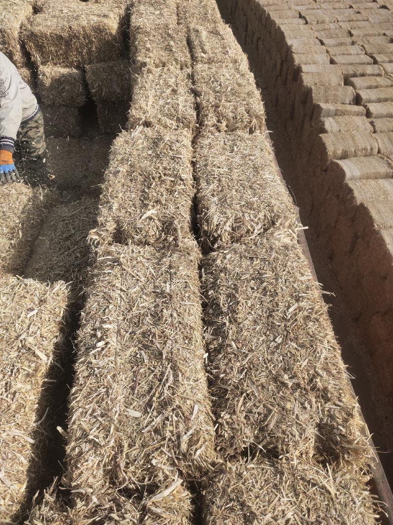 玉米秸秆甘肃玉米草甘肃玉米草批发甘肃种植3万亩玉米