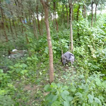 绿化流苏树