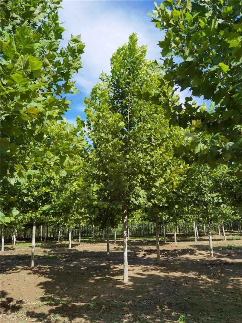 10-11-12公分法桐厂家批发河北种植基地