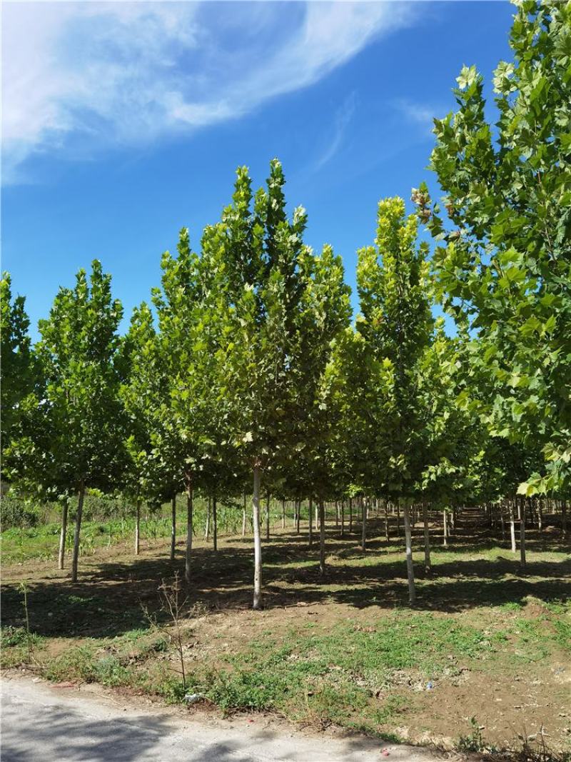 10-11-12公分法桐厂家批发河北种植基地