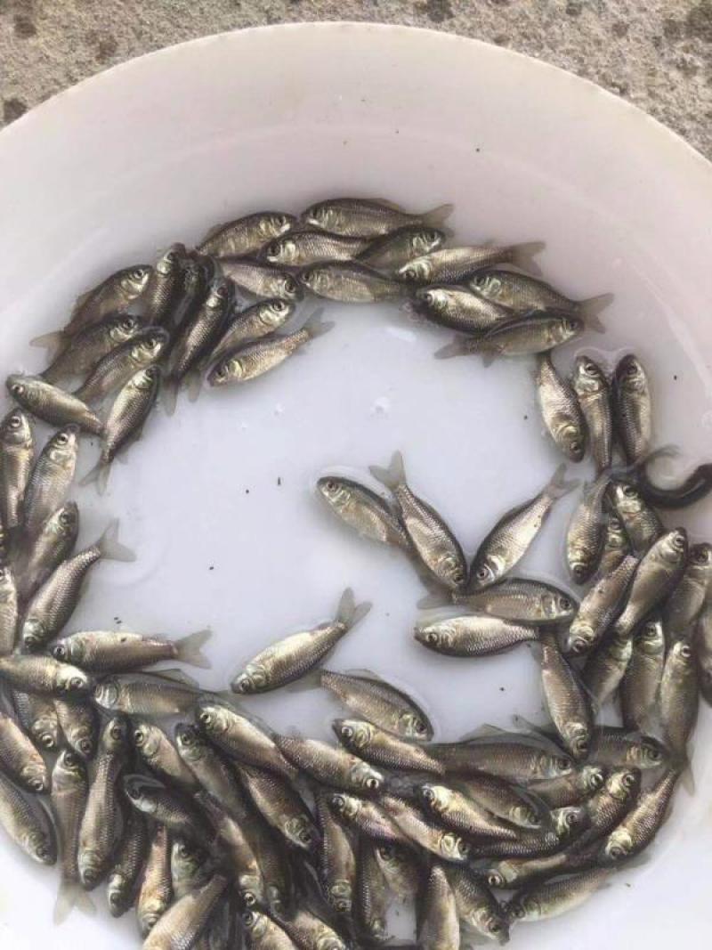 鲫鱼苗中科三号银鲫鱼苗规格均匀成活好苗场直供