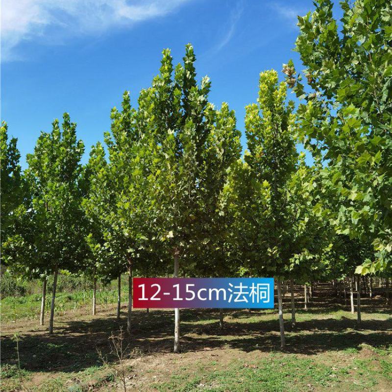 河北保定12-13-14公分法桐景观工程精心种植