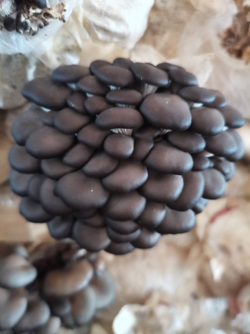 平菇头茬二茬大量出售