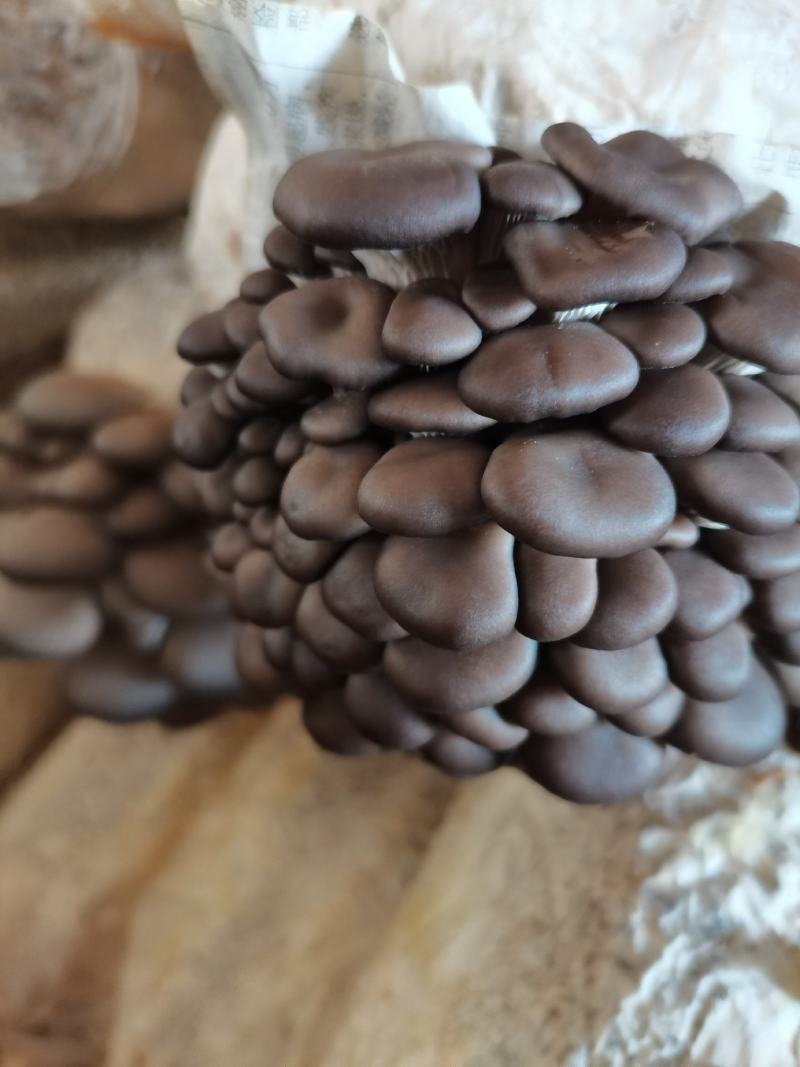 平菇头茬二茬大量出售