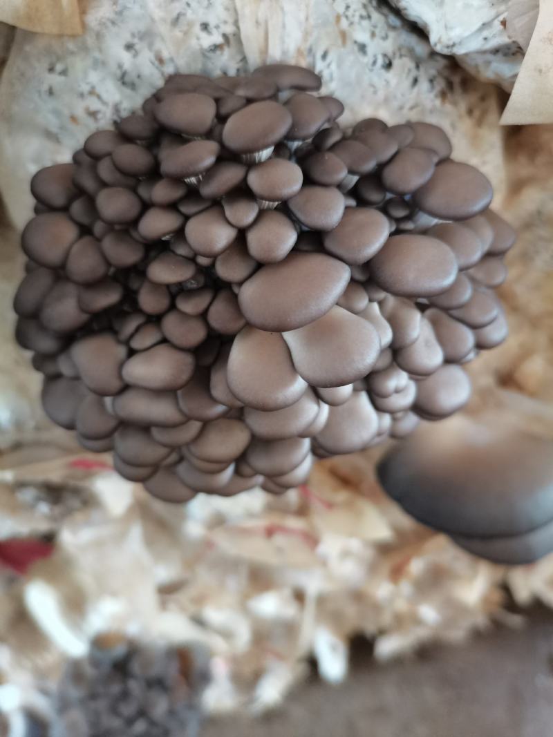平菇头茬二茬大量出售