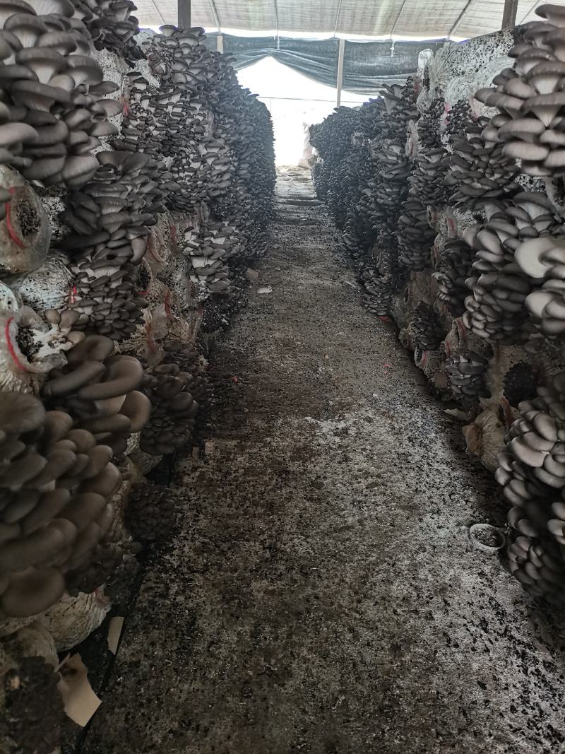 平菇头茬二茬大量出售