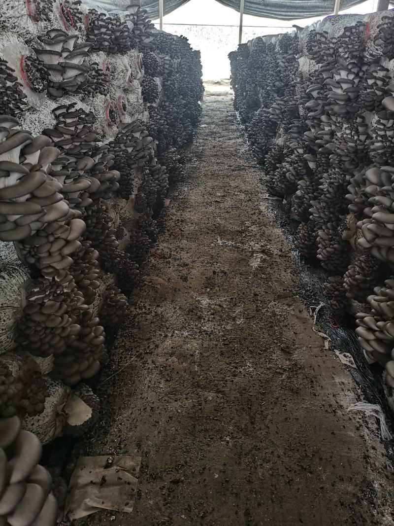 平菇头茬二茬大量出售