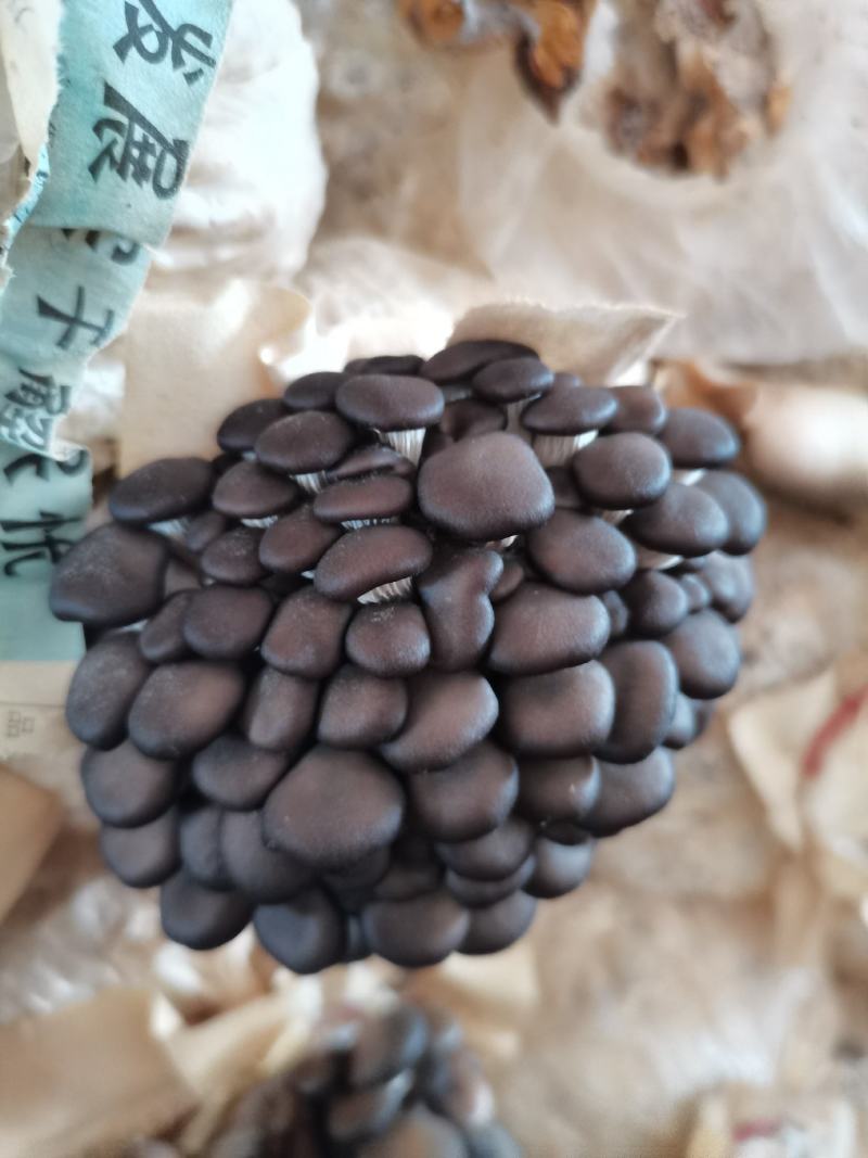 平菇头茬二茬大量出售