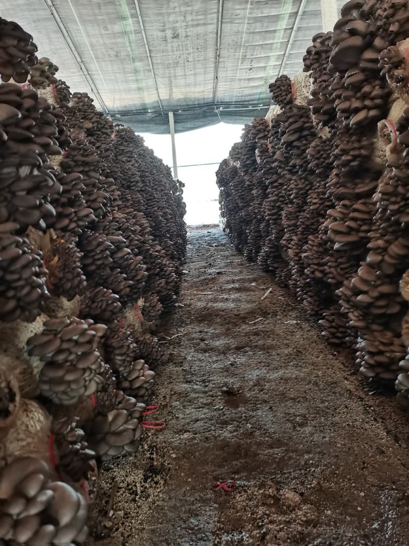 平菇头茬二茬大量出售