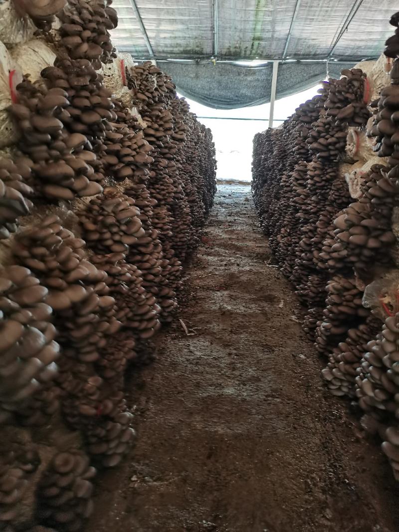 平菇头茬二茬大量出售