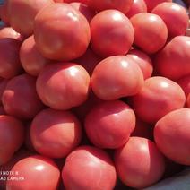 乐亭县硬粉西红柿大量上市中需要的老板