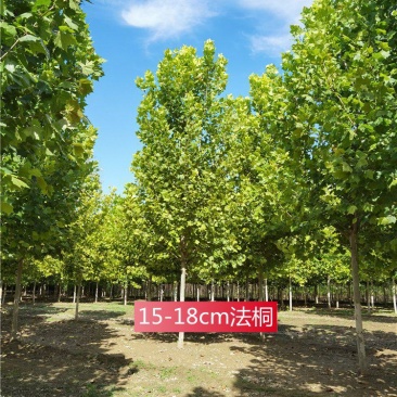 15-16-17-18公分法桐基地价格河北保定产地报价