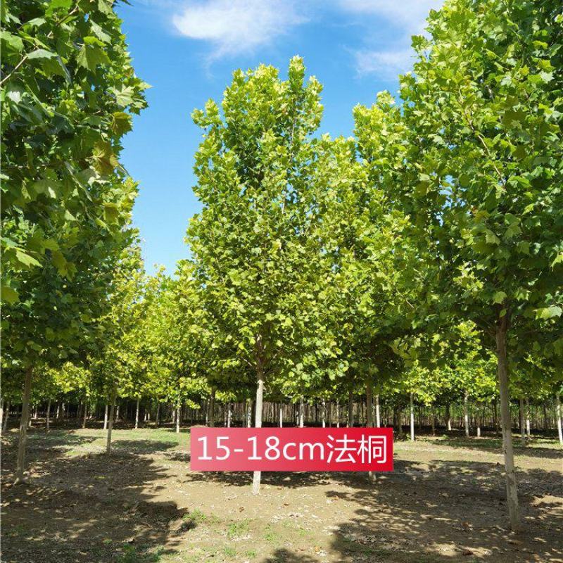 15-16-17-18公分法桐基地价格河北保定产地报价