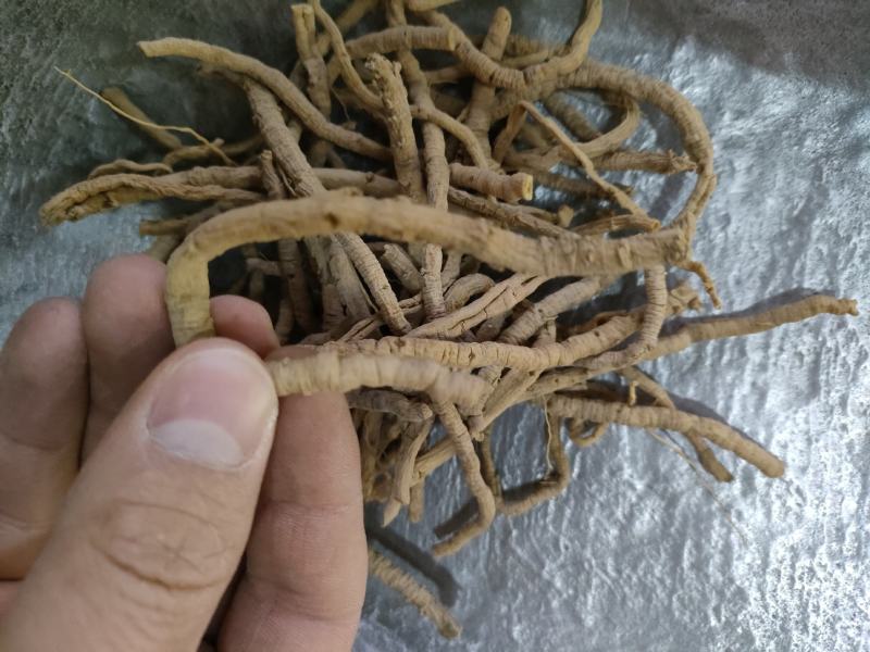 远志别称葽绕、棘葾、苦远志、小鸡眼。足斤足量，纯无硫