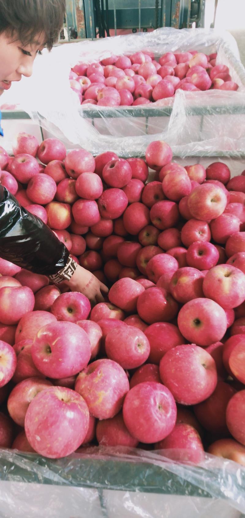 瓦房店红富士苹果价格便宜质量好正在大量出库。