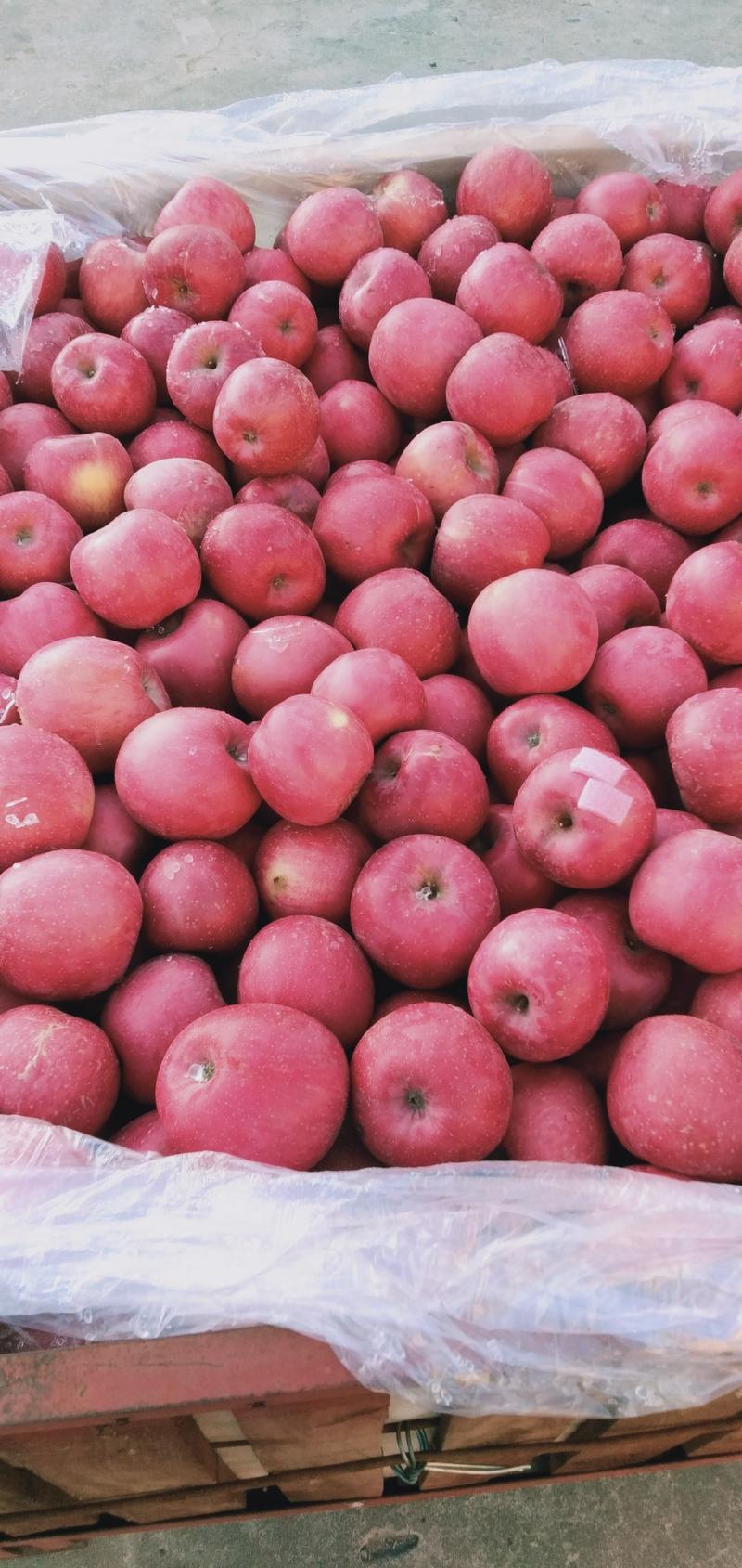 瓦房店红富士苹果价格便宜质量好正在大量出库。